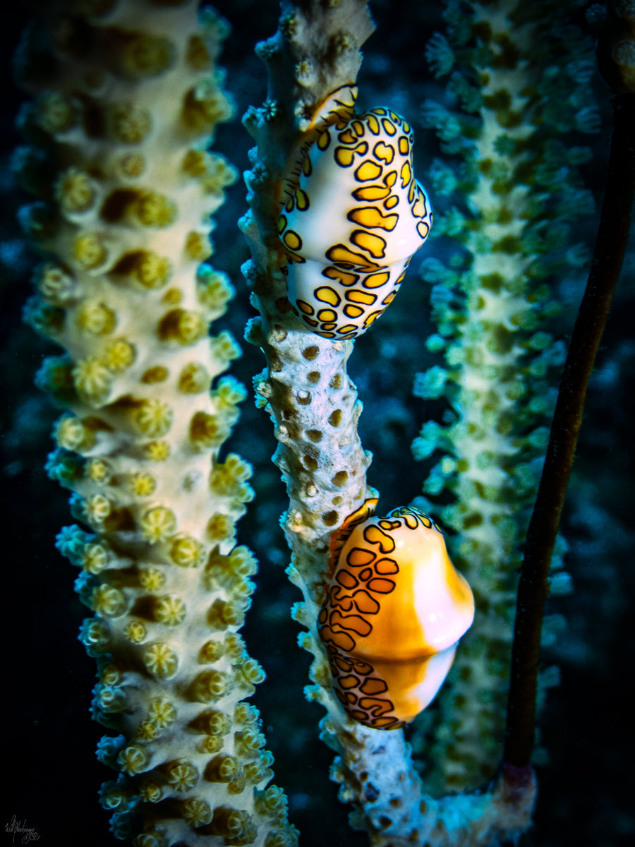 Pair of Flamingo Tongues on Coral Wall Art Print – San Pedro Belize