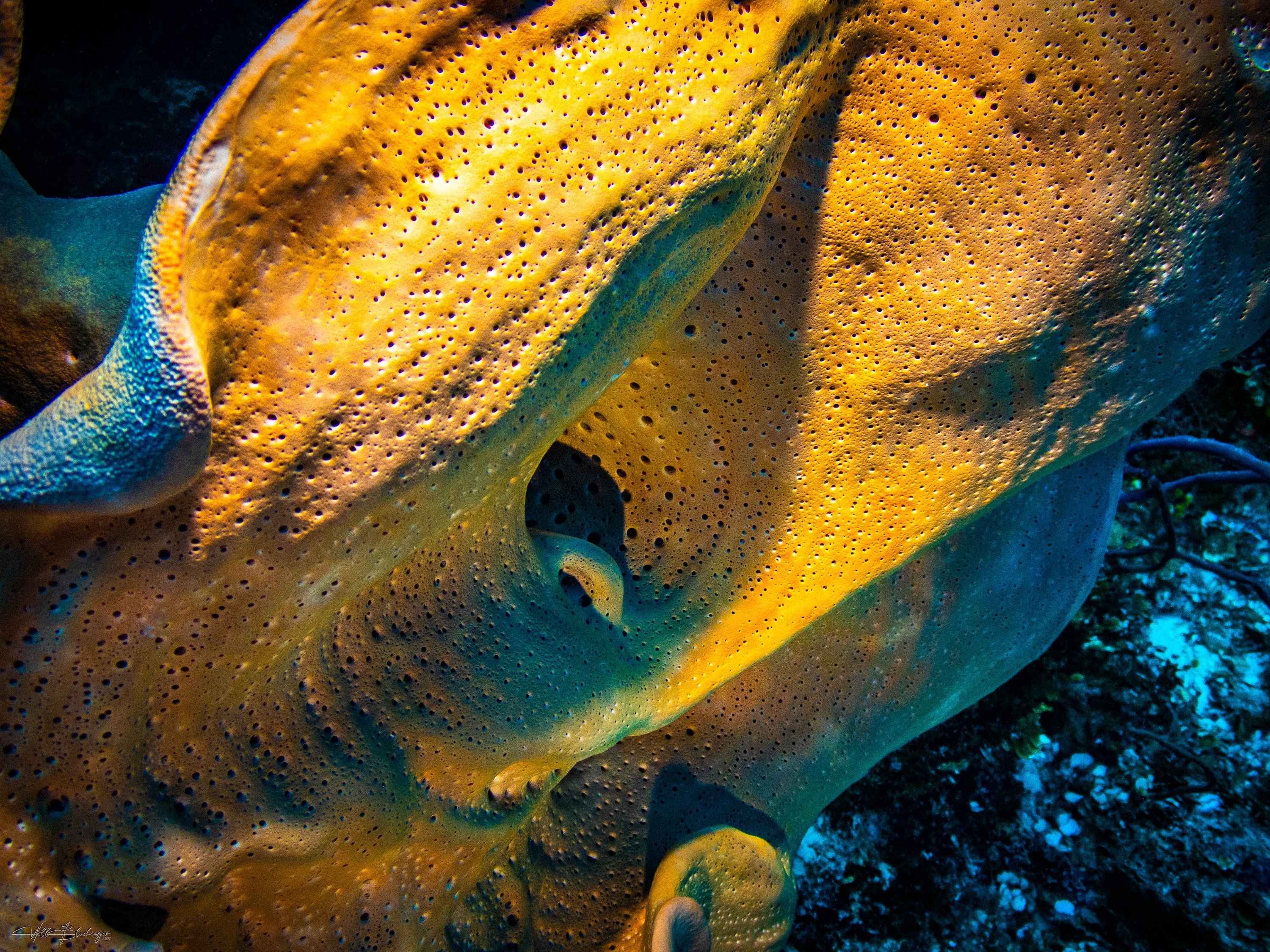 Reticulated Barrel Sponge - San Pedro, Belize