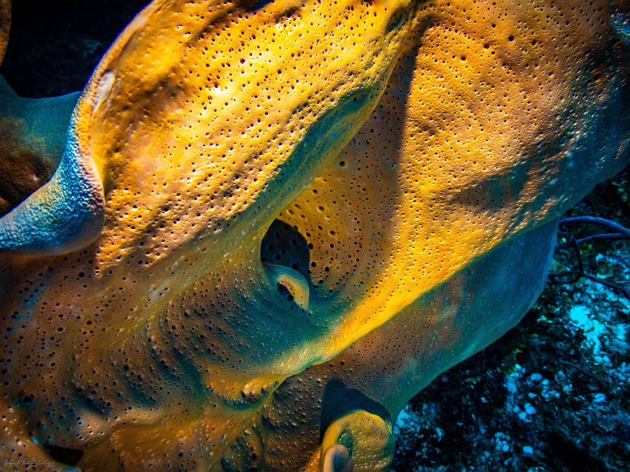 Reticulated Barrel Sponge - San Pedro, Belize