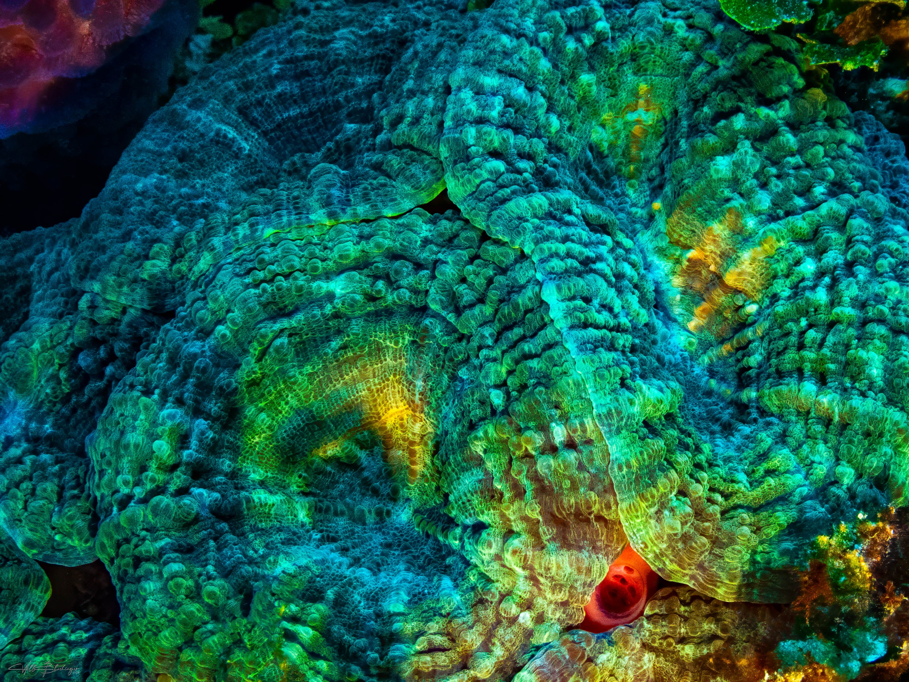 Spiny Coral Flower - Caye Caulker, Belize