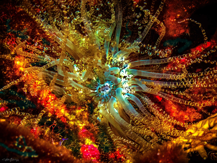 Corkscrew Anemone - Caye Caulker, Belize