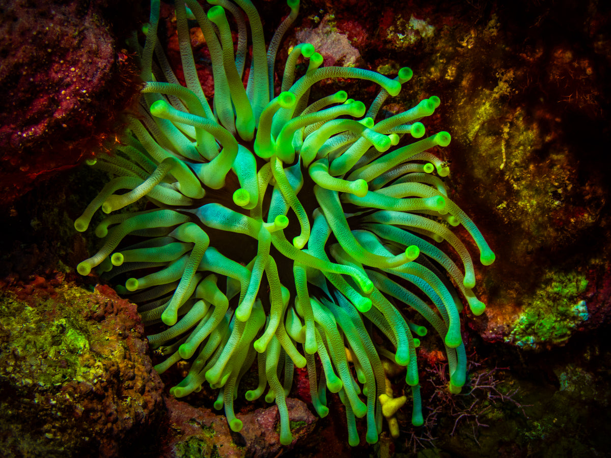 Giant Anemone #1