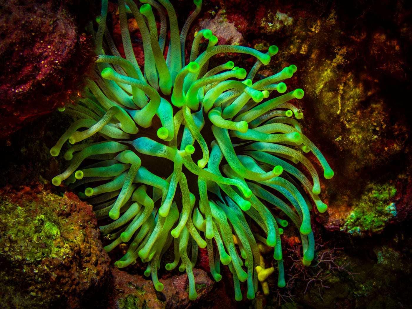 Giant Anemone #1