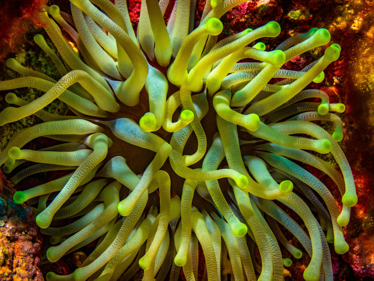 Giant Anemone - Lighthouse Atoll, Belize