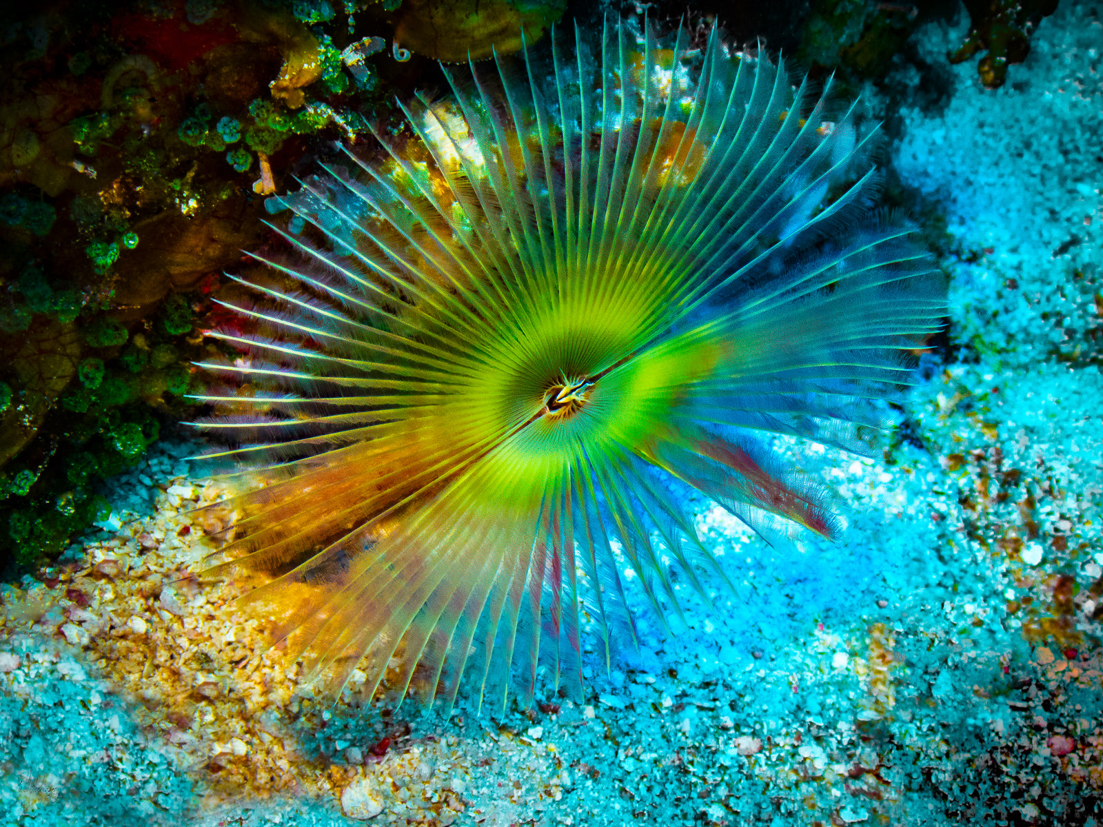 Feather Duster on the Sea Floor Wall Art Print – Turneffe Atoll, Belize
