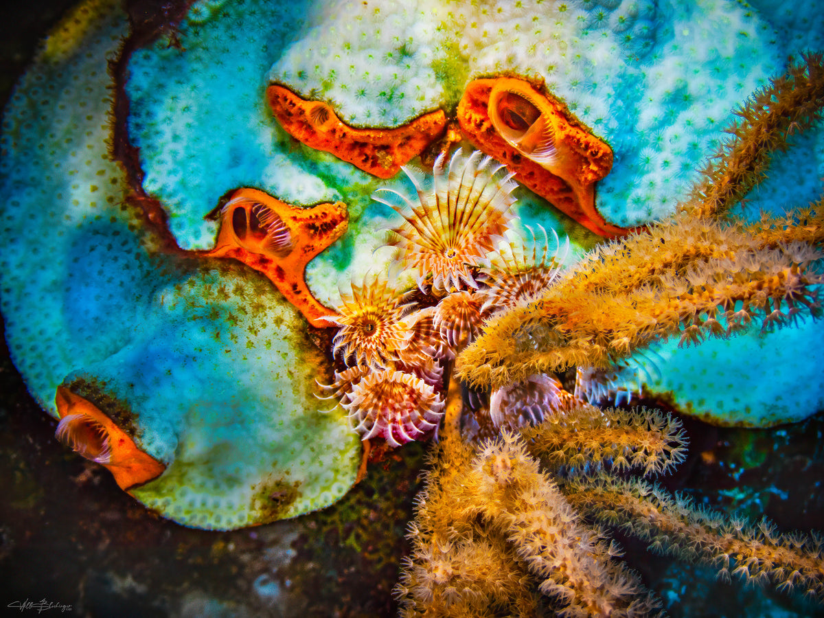 Orange Icing Sponge, Social Feather Dusters and Gorgonian - San Pedro, Belize