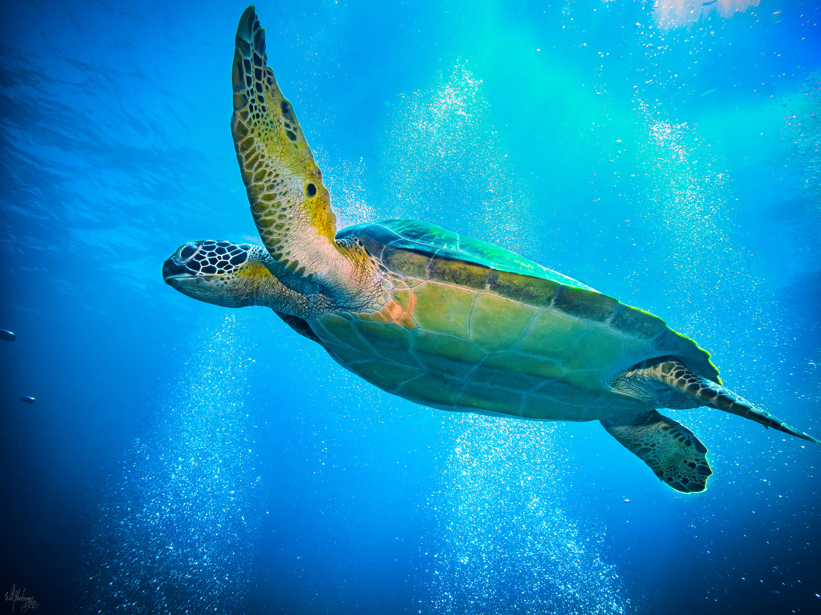 Green Turtle and Diver Bubbles Wall Art Print – San Pedro Belize