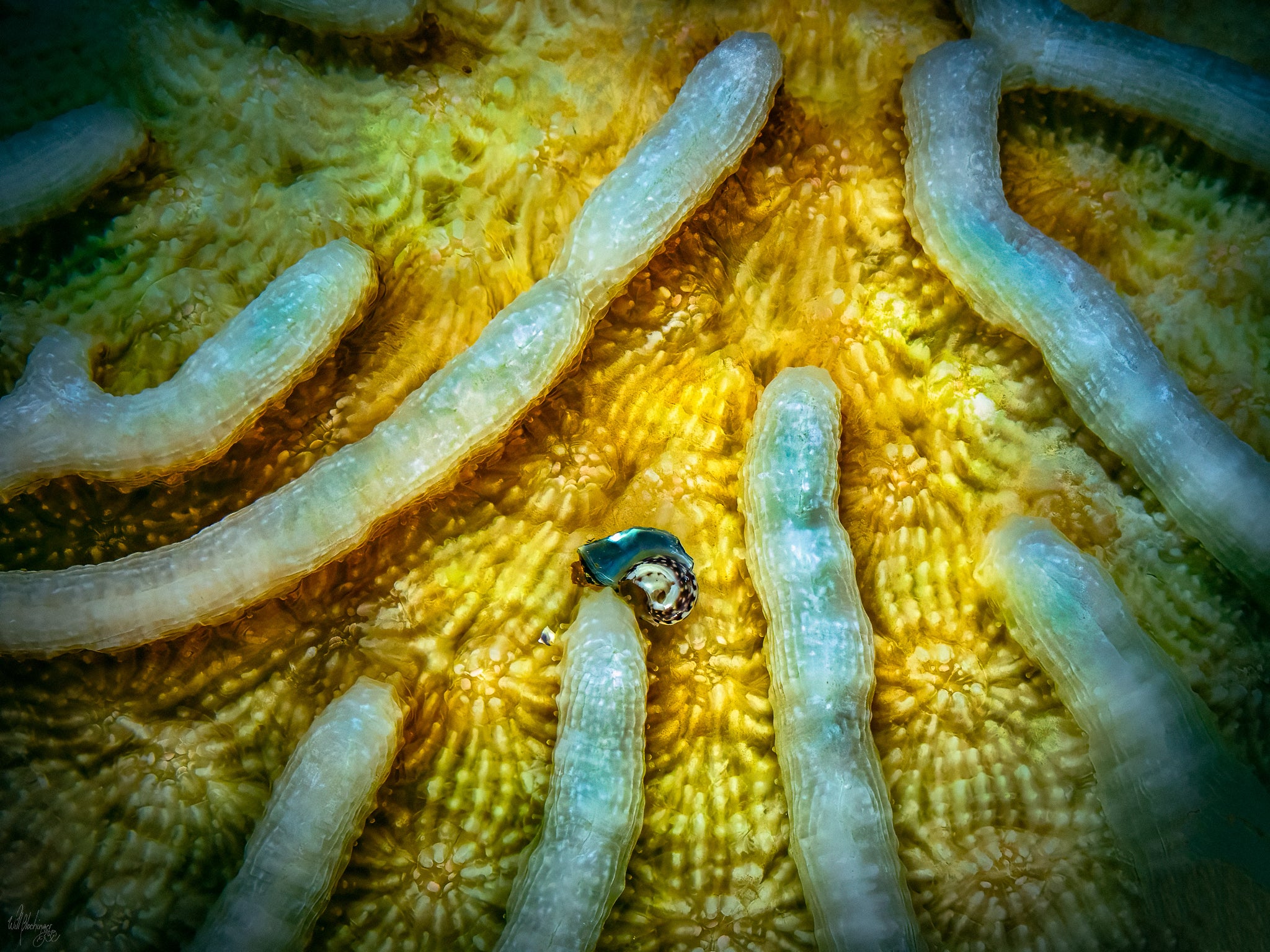Tiny Snail in Coral Wall Art Print – Lighthouse Atoll, Belize