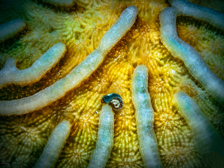 Tiny Snail in Coral Wall Art Print – Lighthouse Atoll, Belize