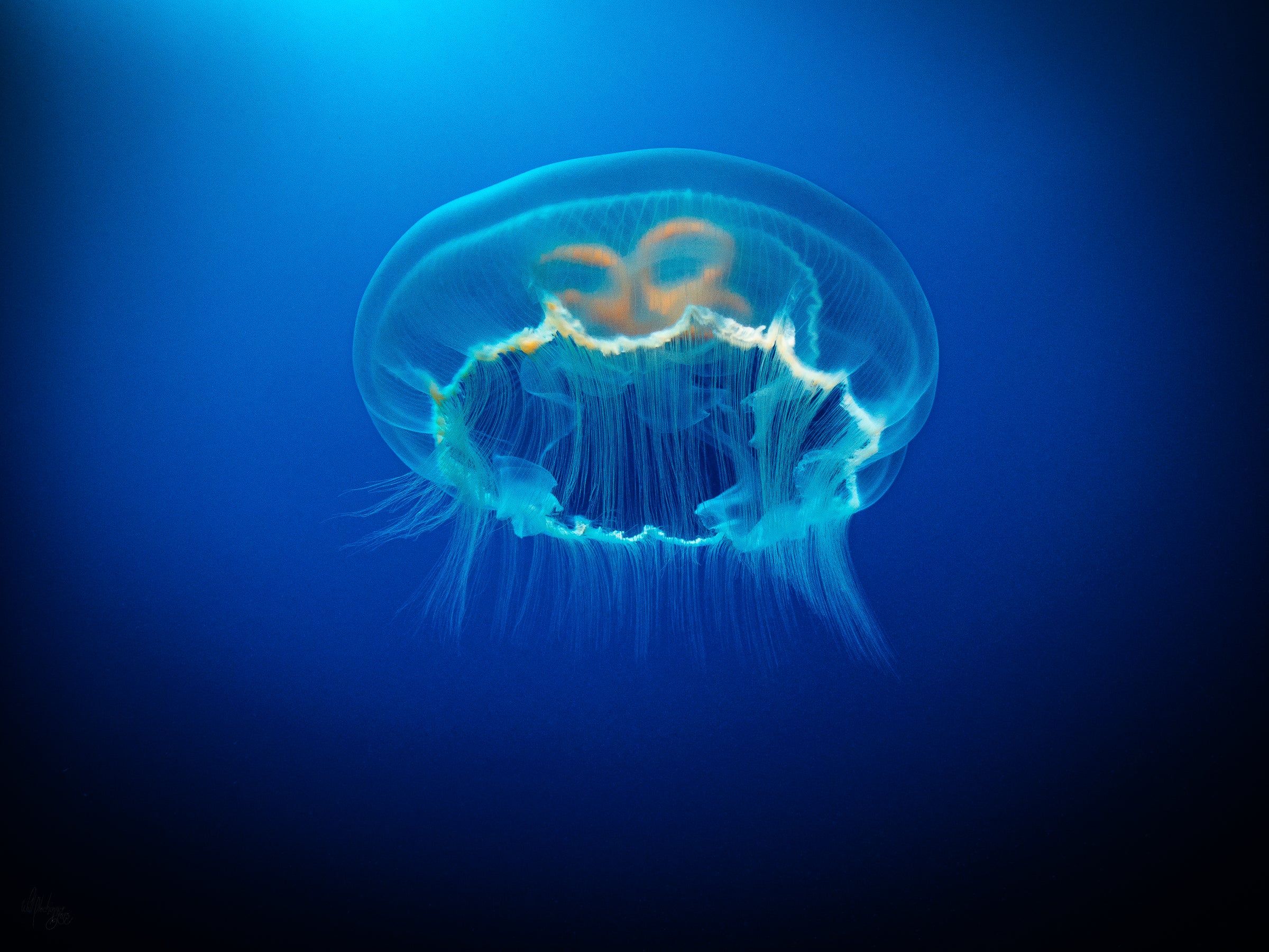 Moon Jelly Wall Art Print – Lighthouse Atoll, Belize