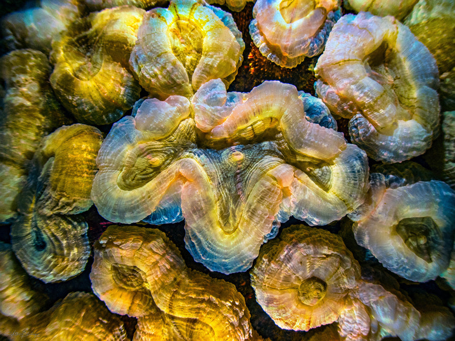 Spiny flower coral in close-up on the reef at Turneffe Atoll, Belize