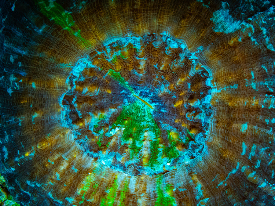 Artichoke disk coral with teal ridges radiating from the center, San Pedro, Belize
