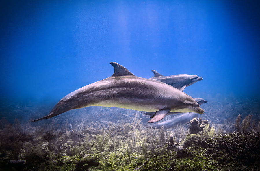 Two dolphins cruising the reef over pale sand in clear blue water, San Pedro, Belize