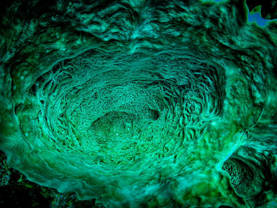 The swirling green interior of a giant barrel sponge, Caye Caulker, Belize
