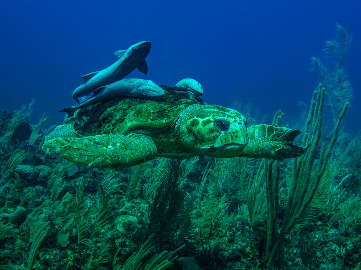 Green turtle with three remoras on its shell swimming over a reef of gorgonians, San Pedro, Belize