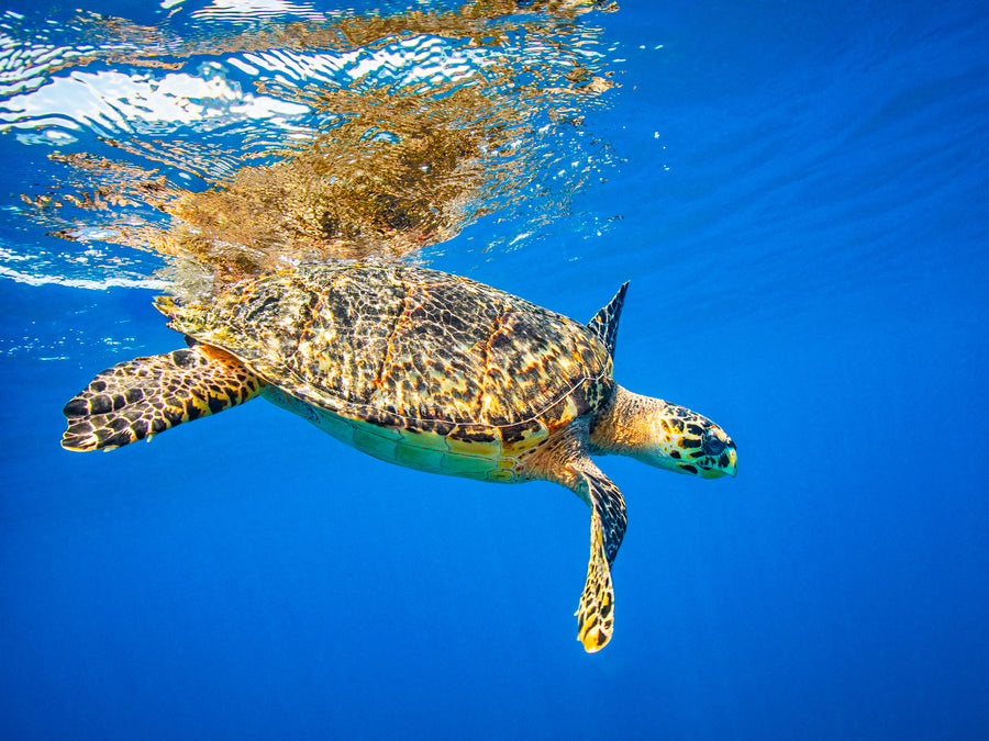 Hawksbill turtle swimming just below the surface with sunlight rippling gold across its shell, San Pedro, Belize