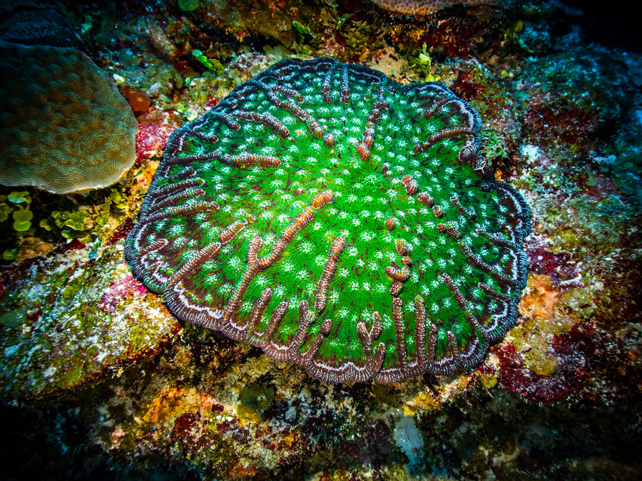 A dome of knobby cactus coral ridged in bright green on the sandy sea floor, Turneffe Atoll, Belize