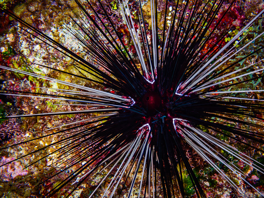 Long-Spined Urchin #3 — San Pedro, Belize