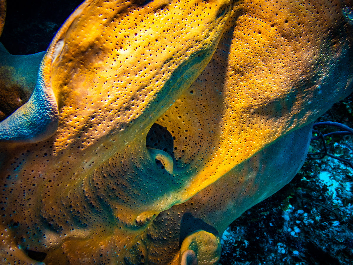 A golden reticulated barrel sponge curving into darkness, San Pedro, Belize