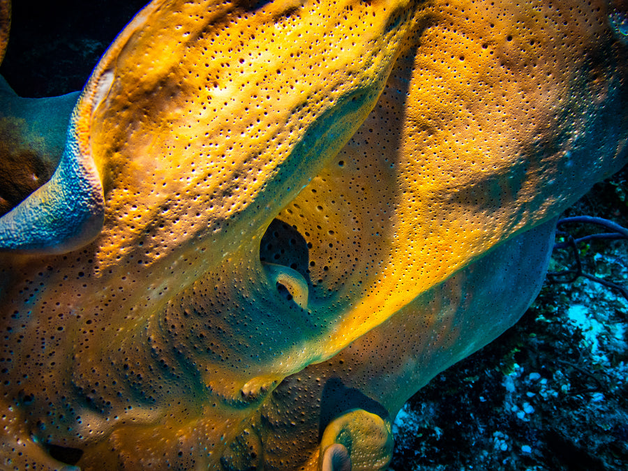 A golden reticulated barrel sponge curving into darkness, San Pedro, Belize