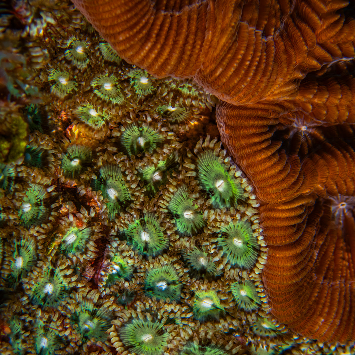 Palythoa Polyps and Rose Coral — San Pedro, Belize