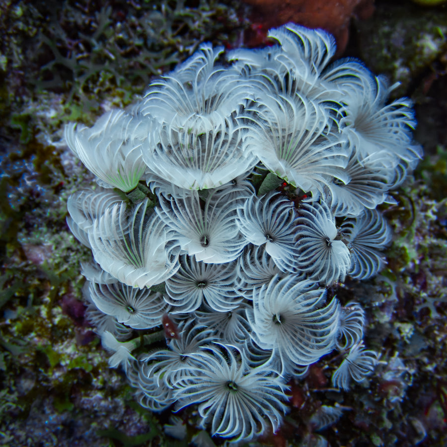 Social Feather Dusters — Lighthouse Atoll, Belize