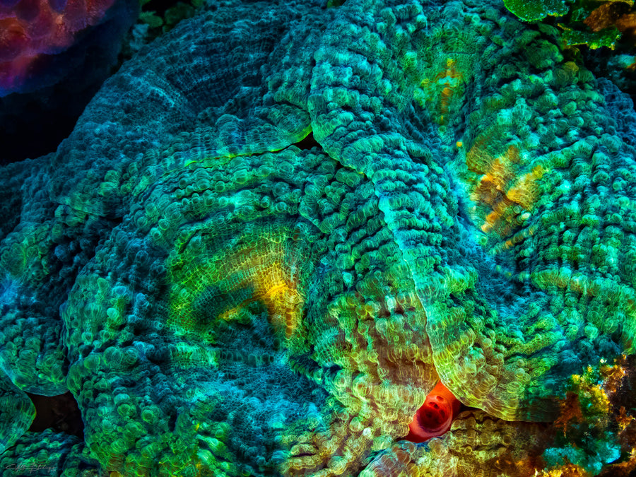 Spiny flower coral in close-up on the reef at Caye Caulker, Belize
