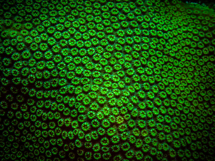 A dense carpet of green star coral polyps filling the frame, San Pedro, Belize
